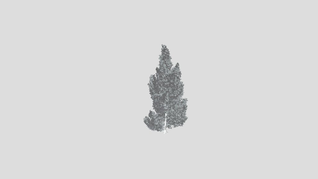 Pine Tree Pinus Flexilis Animated