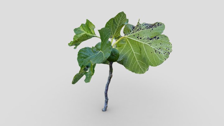 Fig tree – Modelo 3D gratuito STL