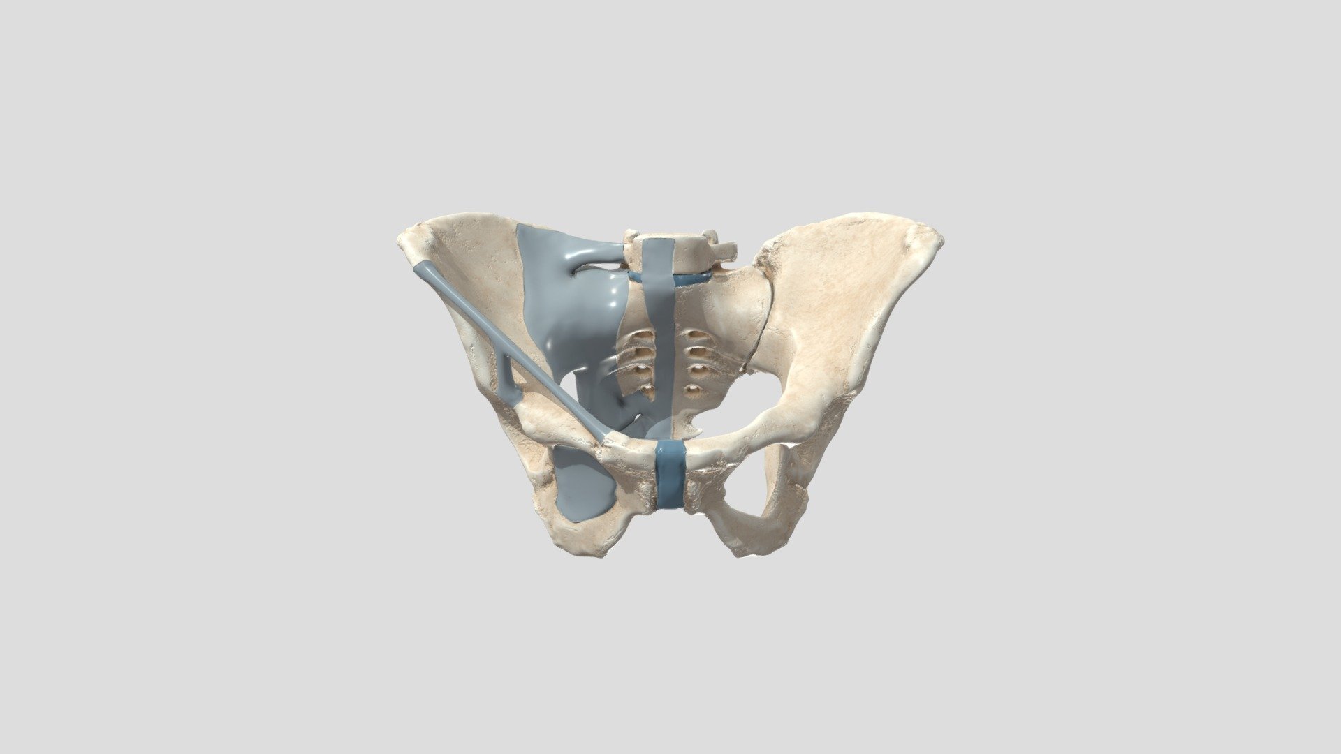 Pelvis_Female_HighRes_2 - 3D Model By Remexperience [858f20b] - Sketchfab