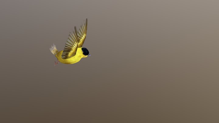 birdfly 3D Model