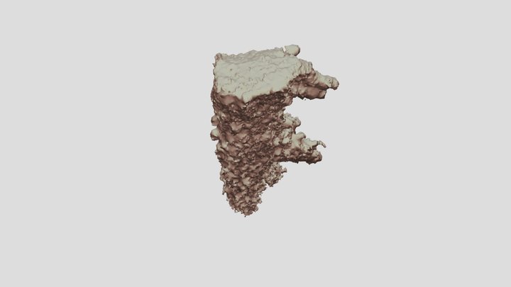 Acropora finger 1 Test 3D Model