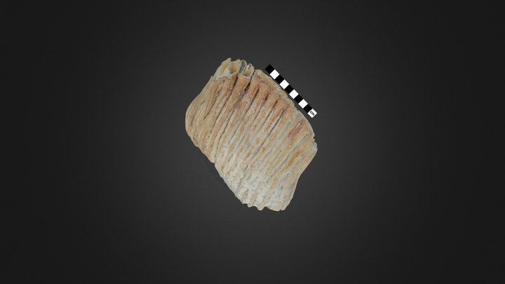 Columbian Mammoth Molar Gil-Mt-66 3D Model