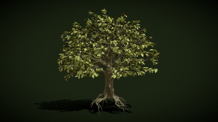 Bonsai Elm 3D Model