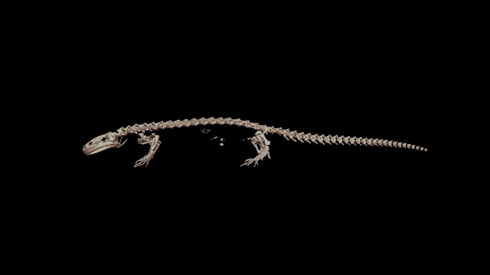 サンショウウオの種は丸7年間静止する