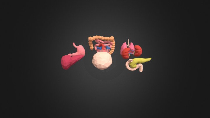 Low Poly Organs 3D Model