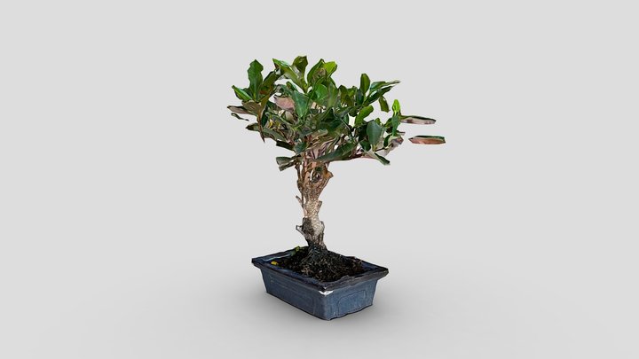 Bonsai tree – Modello 3D gratuito STL