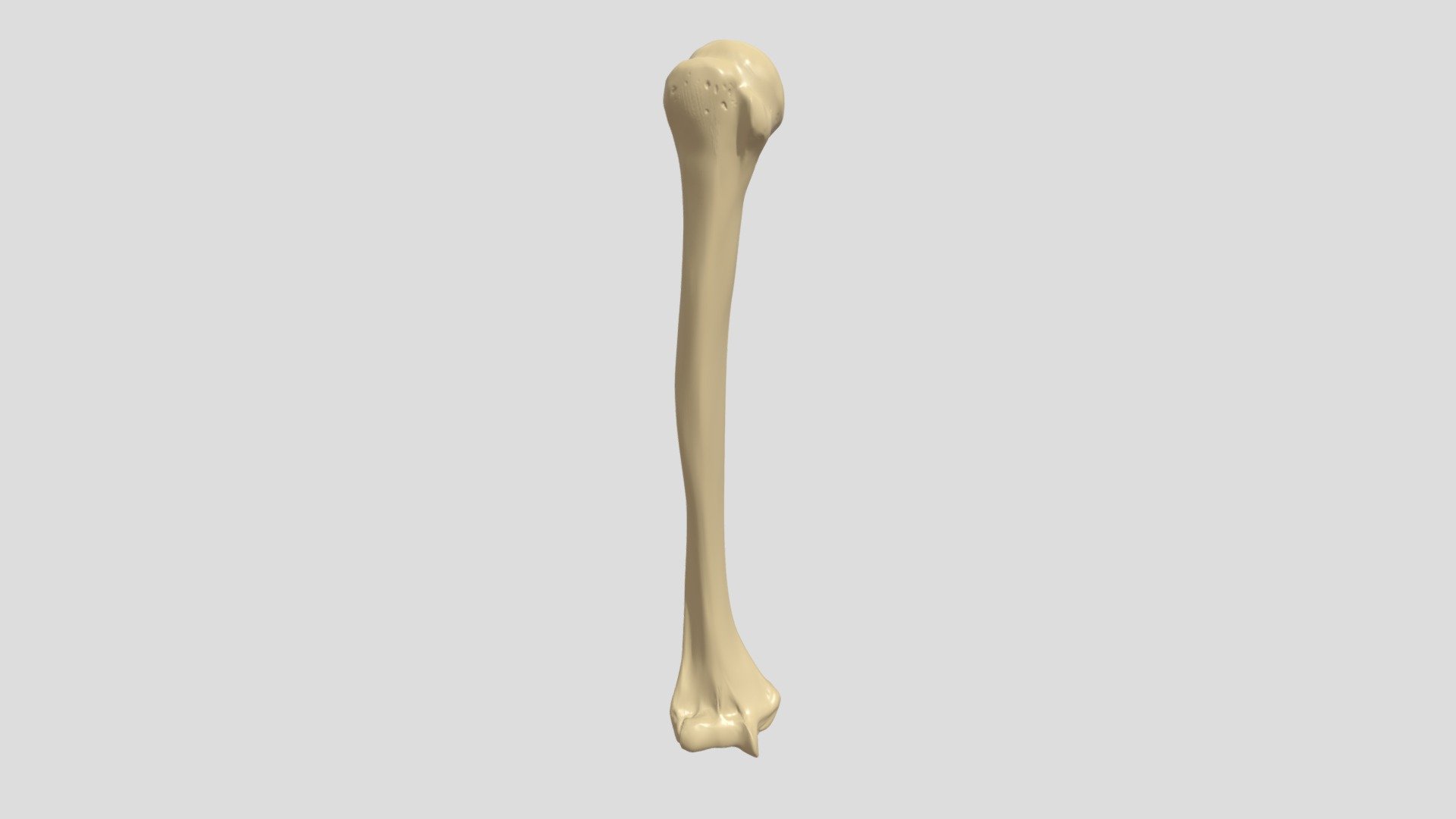 Humerus - 3D model by Ampere (@gvammy) [85a5212] - Sketchfab