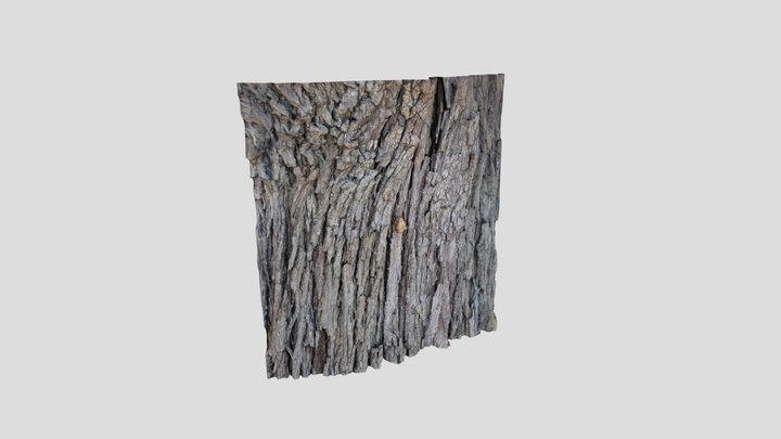 Australian Cicada Shell on Pine Tree 01 3D Model