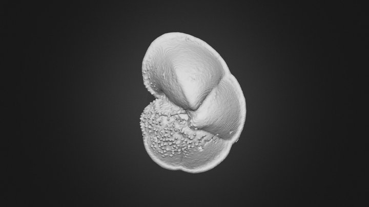 Globorotalia ungulata 1 3D Model