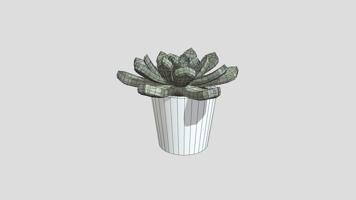 succulent plant 3D Model