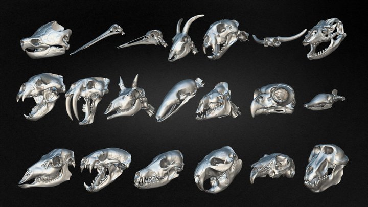 Pack Of 20 Animal Skulls Vol 03 3D Model