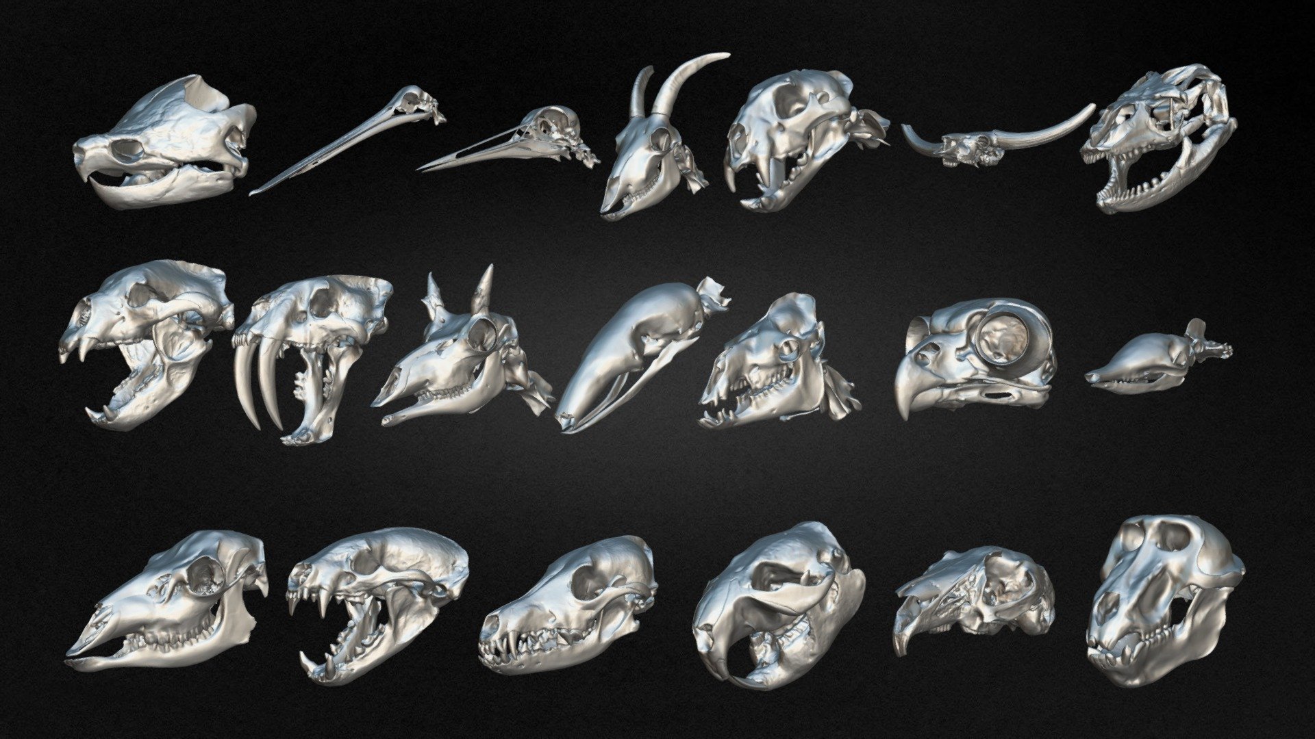 Pack Of 20 Animal Skulls Vol 03 - Buy Royalty Free 3D model by 