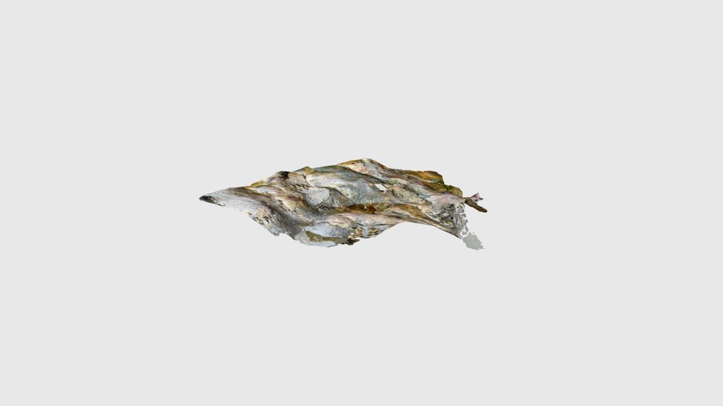 Ammonite Bearigg Bay