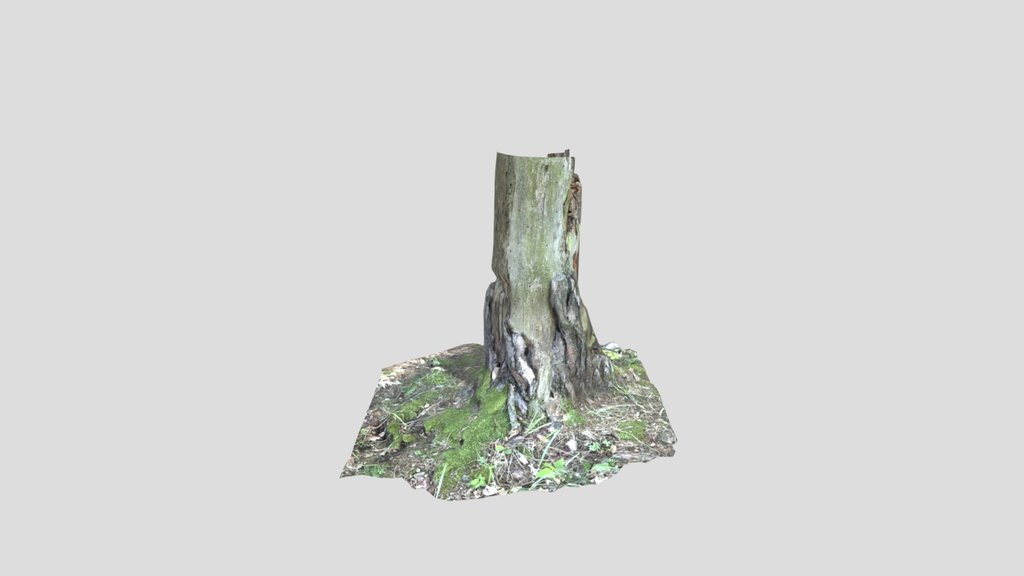 Dead Tree Stump