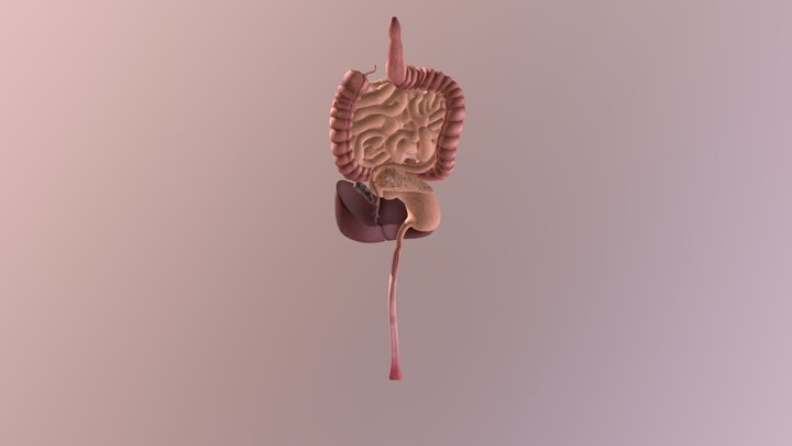 Sistema Digestivo 3D Model