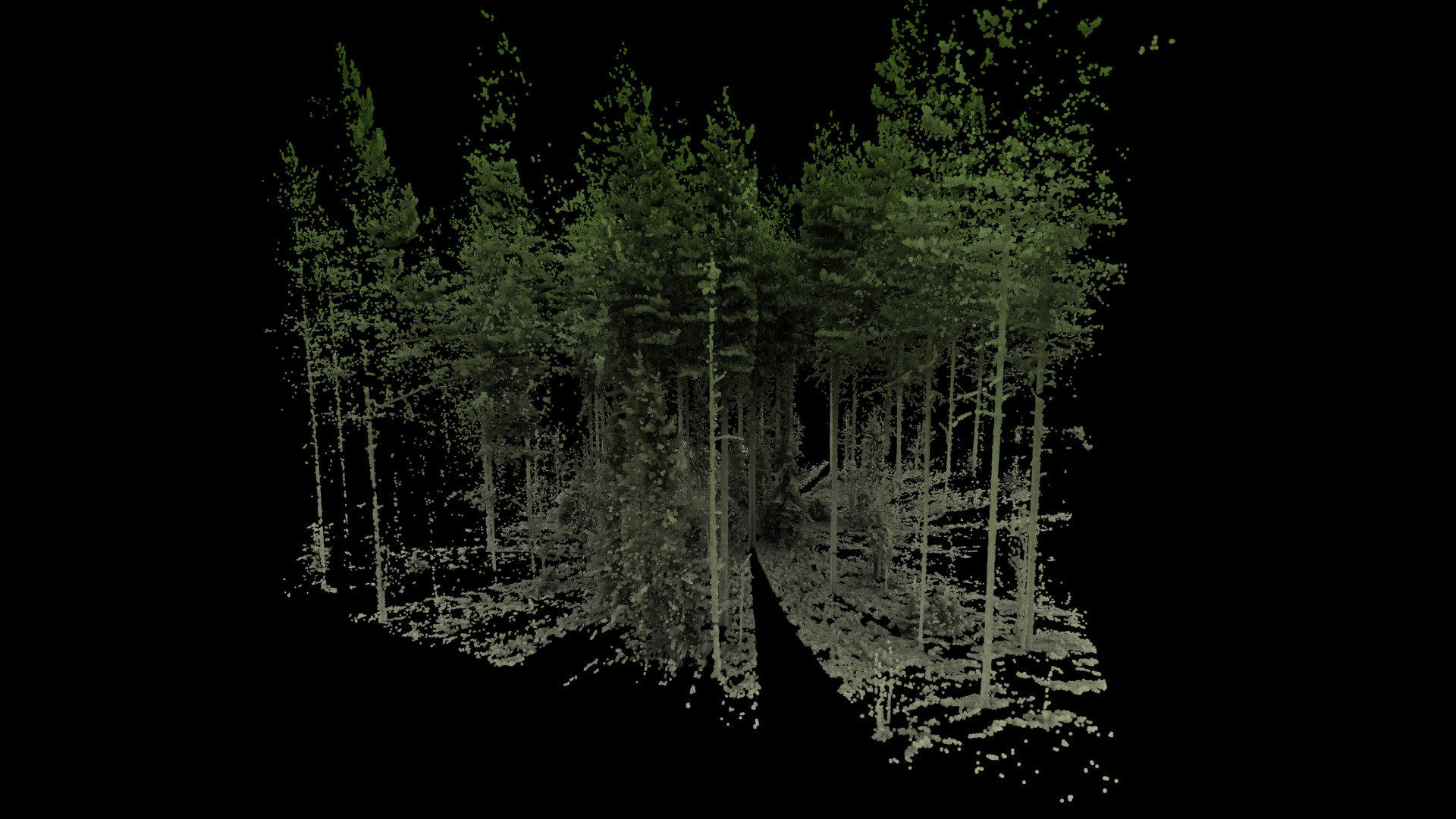 Forest plot scanned with a terrestrial LiDAR