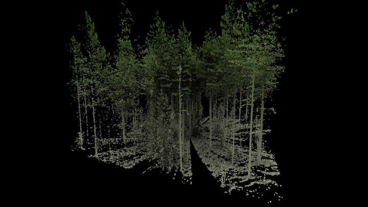 Forest plot scanned with a terrestrial LiDAR 3D Model