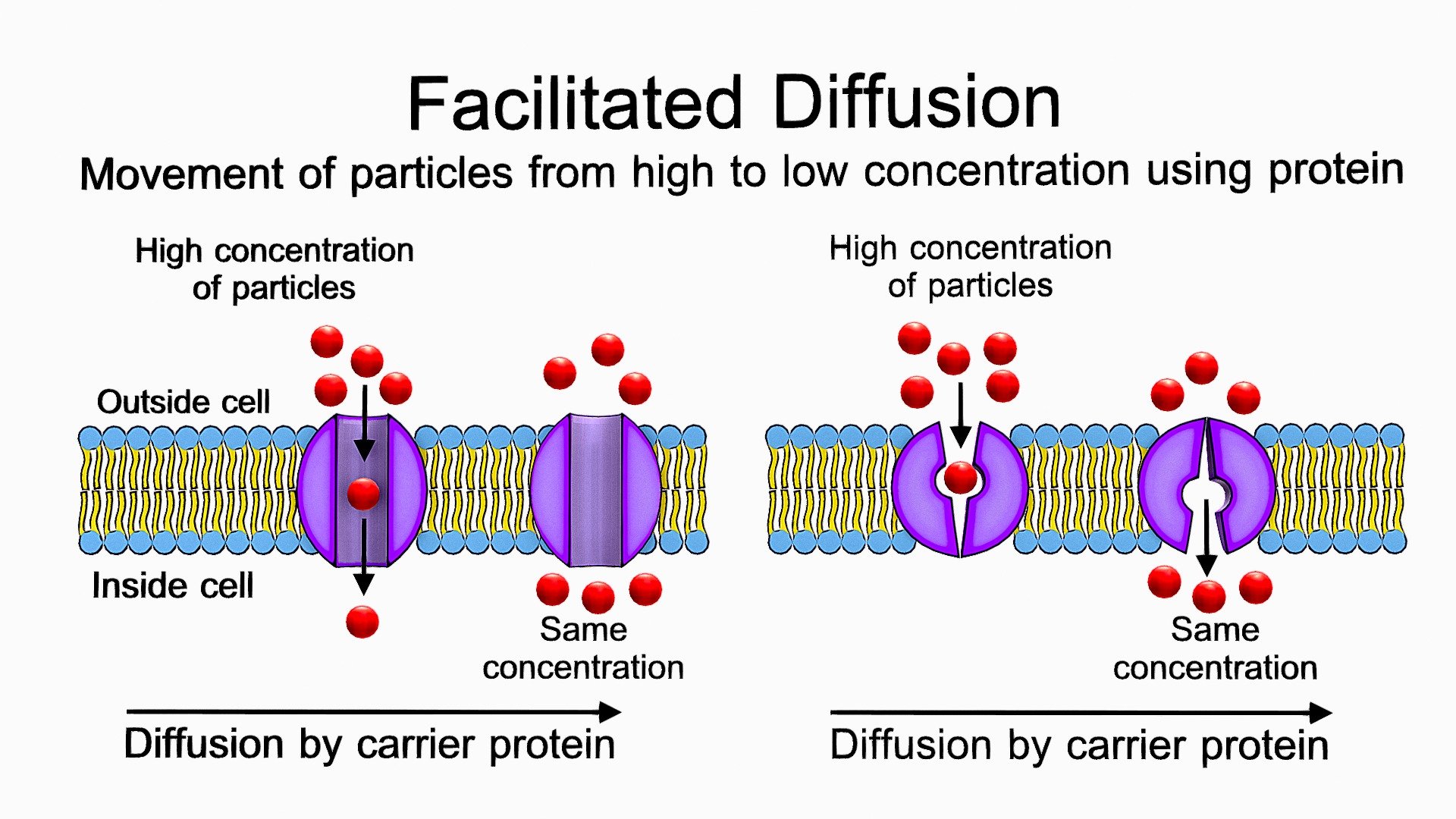 passive-transport-simple-diffusion-and-facilitated-diffusion-through-a