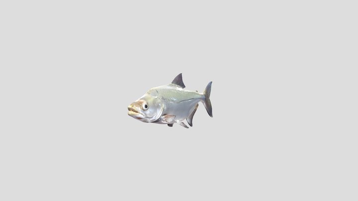 Slender Piranha (Serrasalmus Elongatus) 3D Model