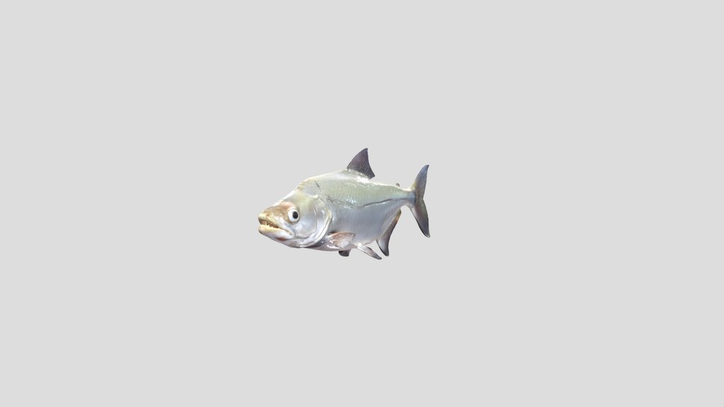 Slender Piranha (Serrasalmus Elongatus)