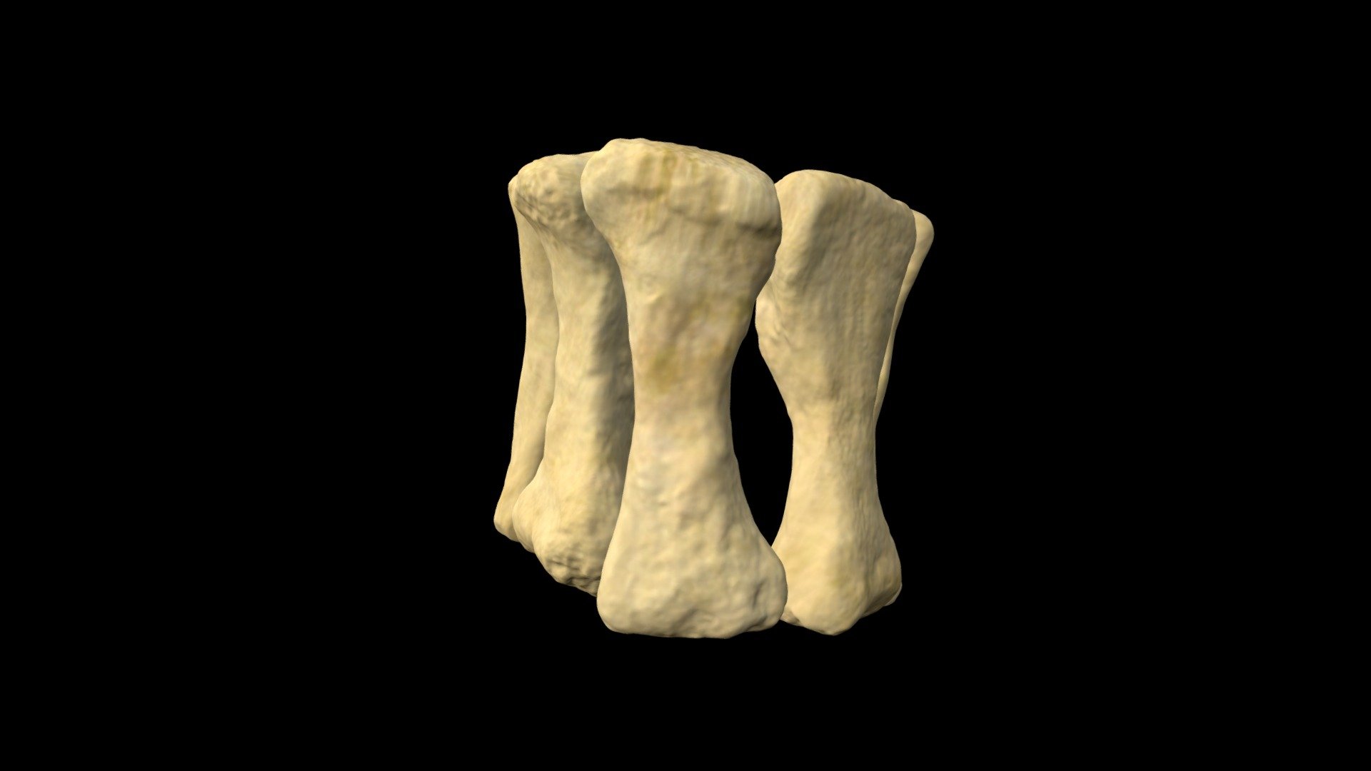Reconstruction of Neuquensaurus australis hand 3D model by Museo de