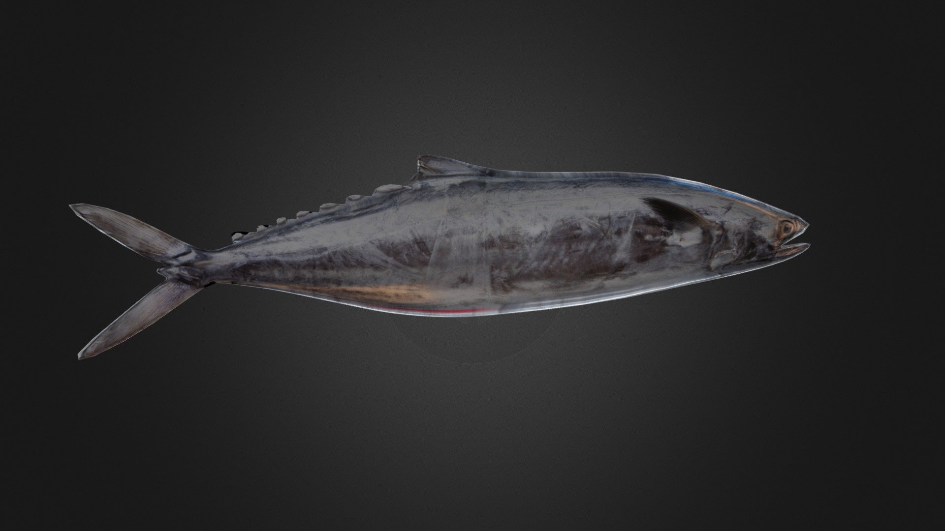 Seerfish_Anil