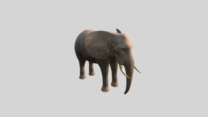 Elephant 3D Model