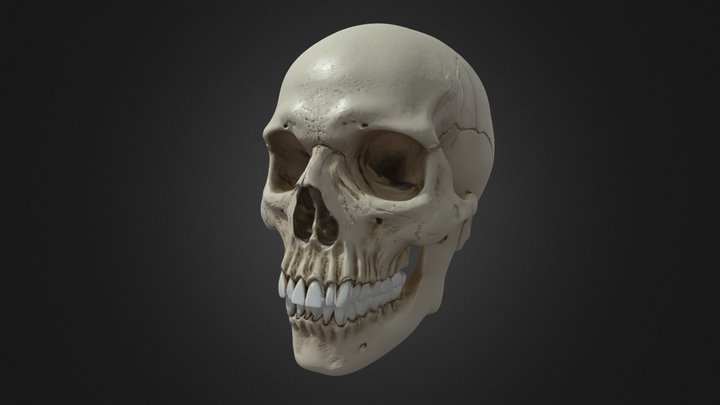 Realistic Human Skull Bone Model