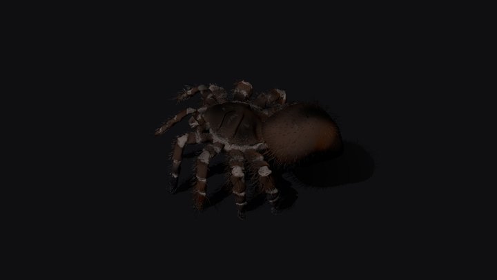 Spider 3D Model