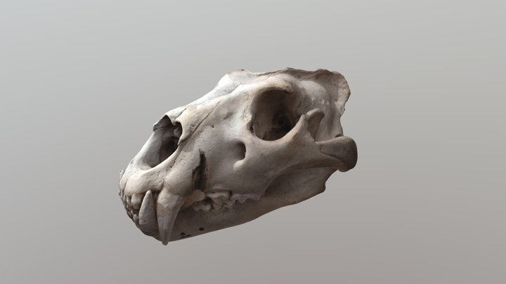 Tiger skull 3D Model