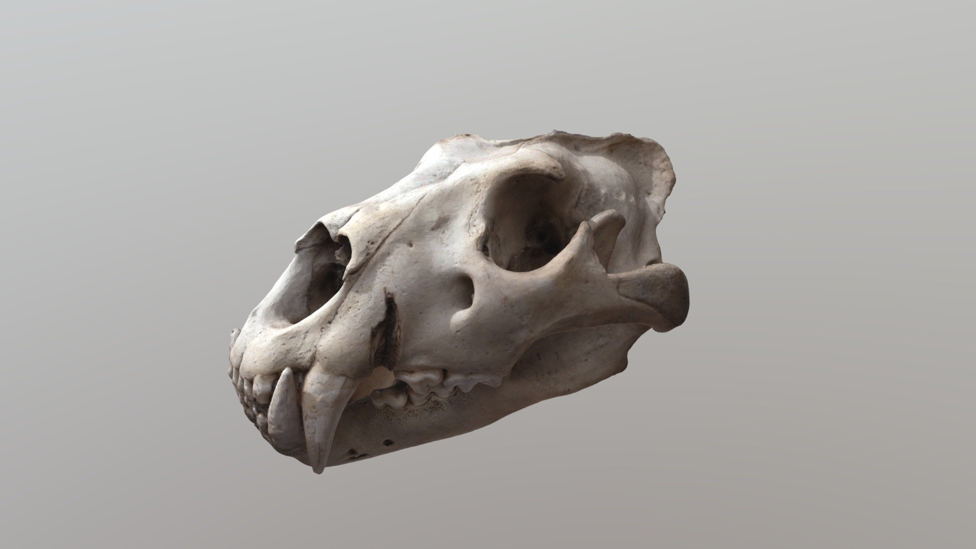 Tiger skull - Download Free 3D model by Tavernier Amaury (@svtavernier ...