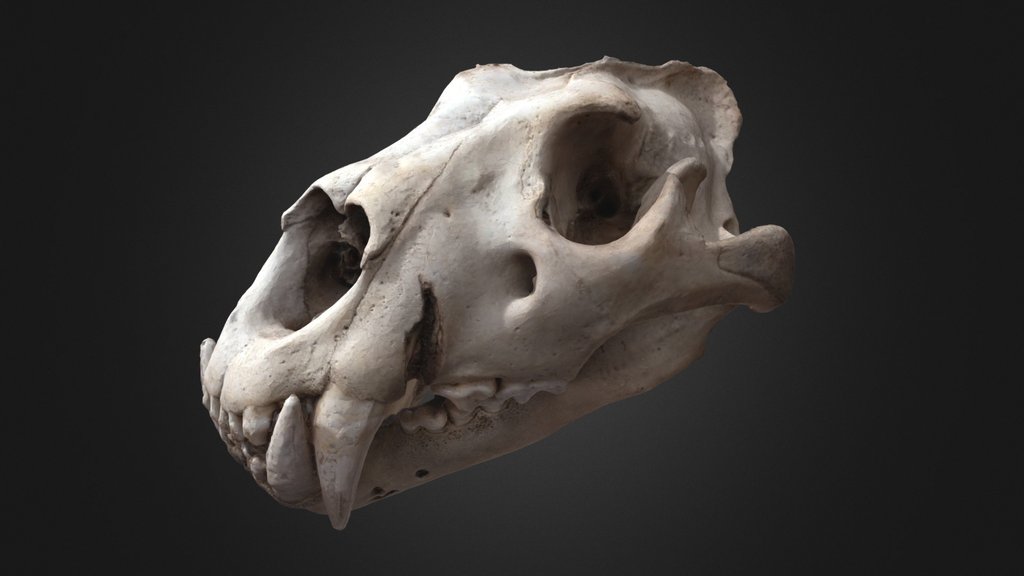 Tiger skull
