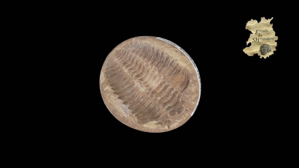 Trilobite - Tapinocalymene