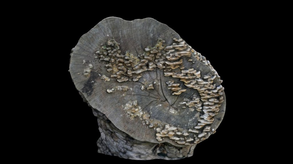 Fungus on Wood #mystreet3dscan