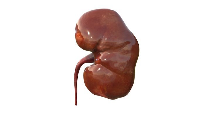 Healthy Kidney 3D Model