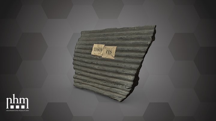 Sigillaria elongata (NHMW-GEO-2024/0188/11069) – Free 3D Model STL