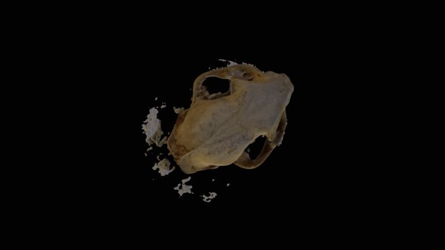 Cráneo de gato montés 3D Model
