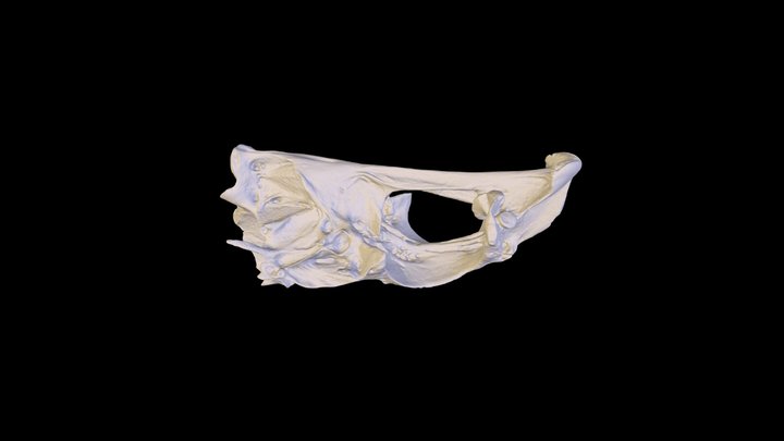 3D Red Grouper Neurocranium Scan 3D Model