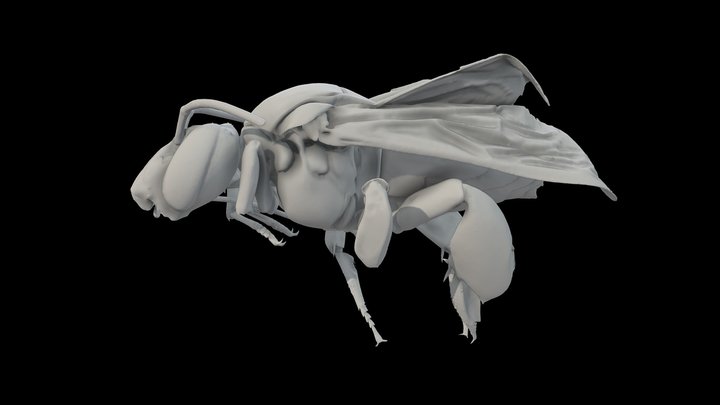 Eulaema Meriana Bee-scale Mm-1M Triangle 3D Model