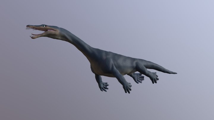 Nothosaurus Mirabilis 3D Model