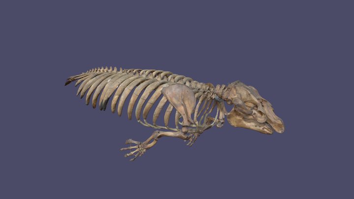 Trichechus manatus skeleton 3D Model