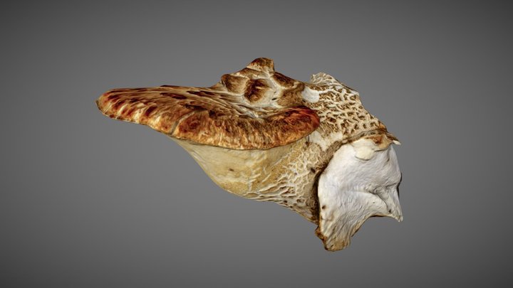 Cerioporus squamosus (mushroom) 3D Model