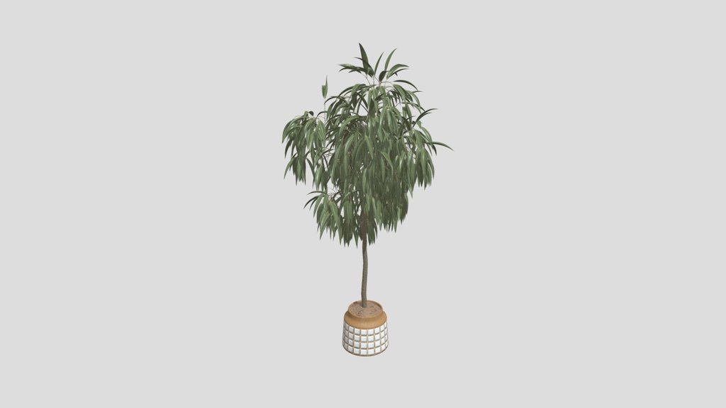 Huge Ficus Binnendijkii Indoor Plant 4