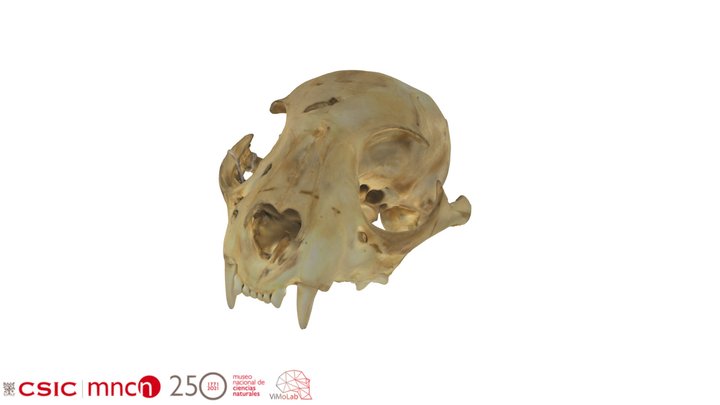 Lynx pardinus - MNCN16795 3D Model