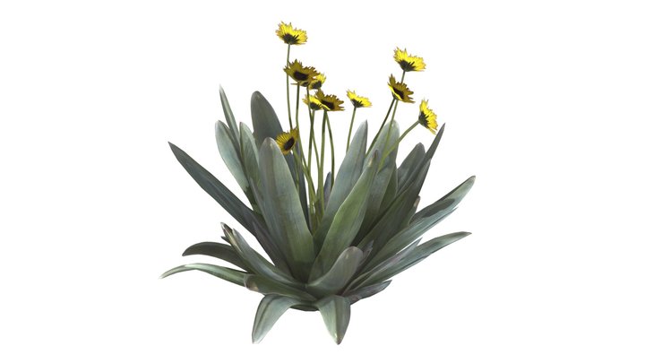 Frailejon Plant with Flowers #04 3D Model