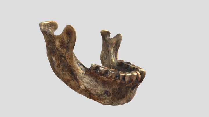 Neanderthal Jaw 3D Model