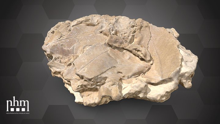 Fossil leaves (NHMW-GEO-2024/0188/11366) – Kostenloses 3D-Modell STL