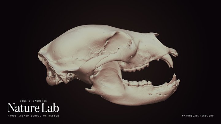 Black Bear Skull
