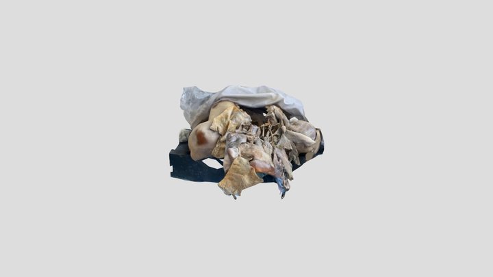 anterior neck 3D Model