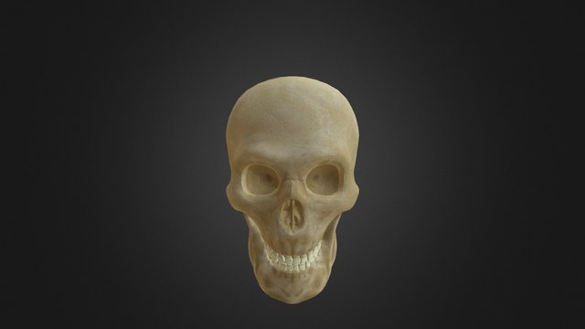 Skull 3D Model